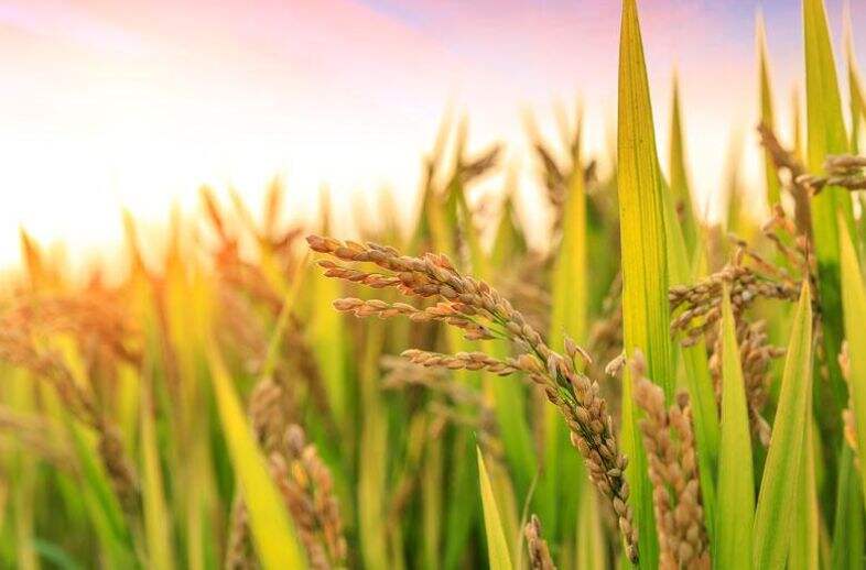 中国杂交水稻技术、造福当地民众