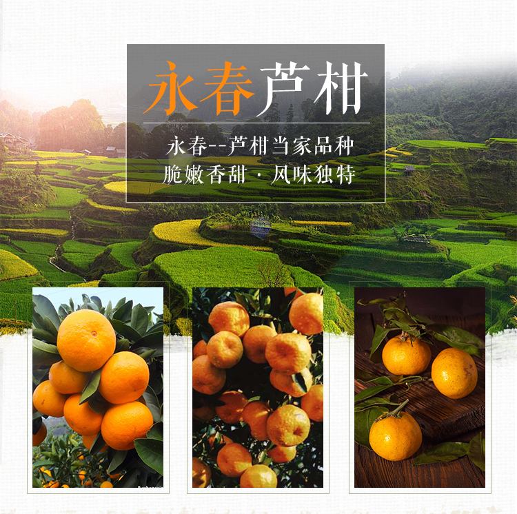 永春芦柑首次进入美国市场