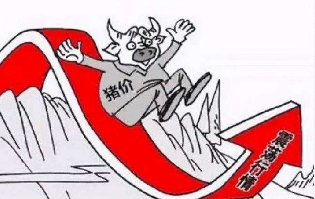 供给压力难缓解 猪价延续弱势