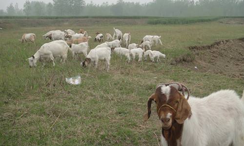 带着村民发“羊”财的羊倌儿
