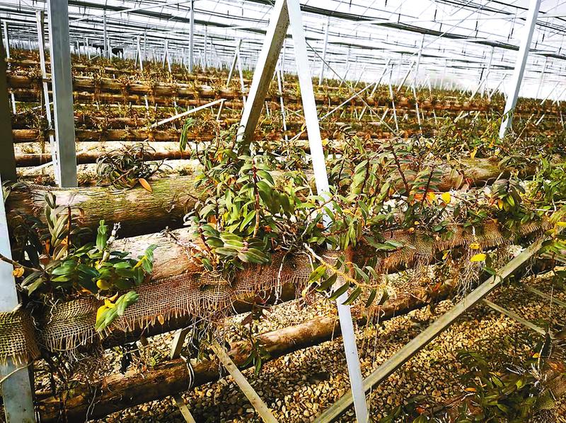 “仙草”石斛托起乡亲致富梦——走进响水云梯关村
