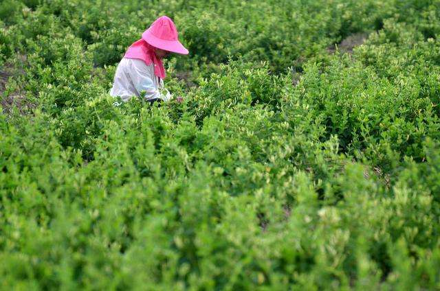 金银花成湖南深山里的“致富花”—— 一簇忍冬暖山乡