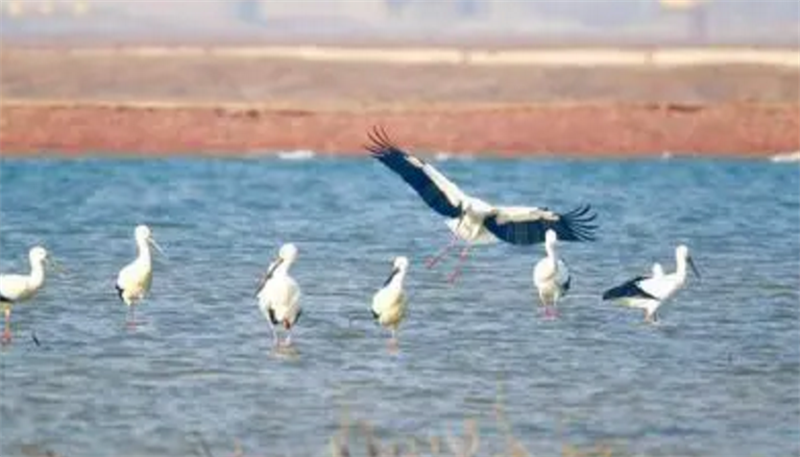 天津:“候鸟加油站”在加油