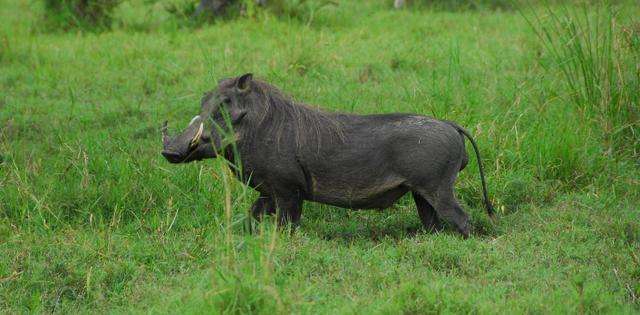 野猪失去“护身符” 对它们的保护却不会放松