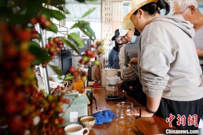 图为游客在大开河咖啡庄园中体验咖啡冲泡。　李嘉娴 摄