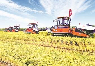 粮食十八连丰的智慧密码