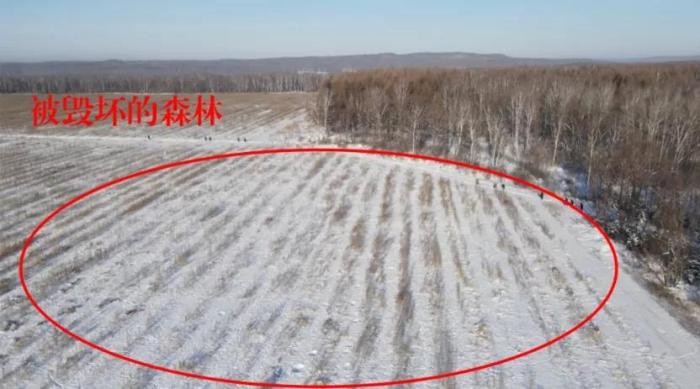 中央环保督察组：黑龙江一林企毁林种参1.6万余亩