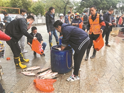 广州:400多年古村分肥鱼迎新年