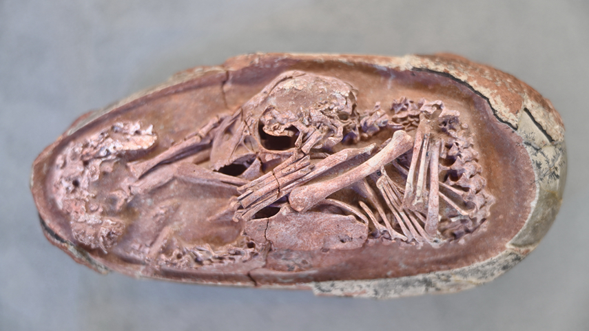 我国发现保存在恐龙蛋化石中的完美胚胎