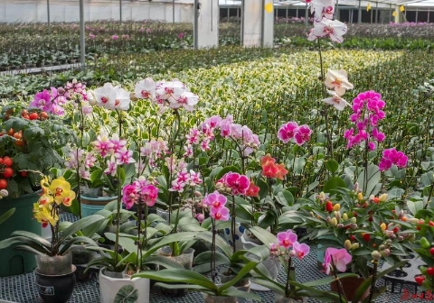 广州白云第二届“云上花市”元旦后启动