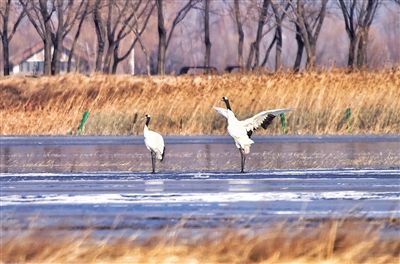 北京今年制定首批野生动物重要栖息地名录