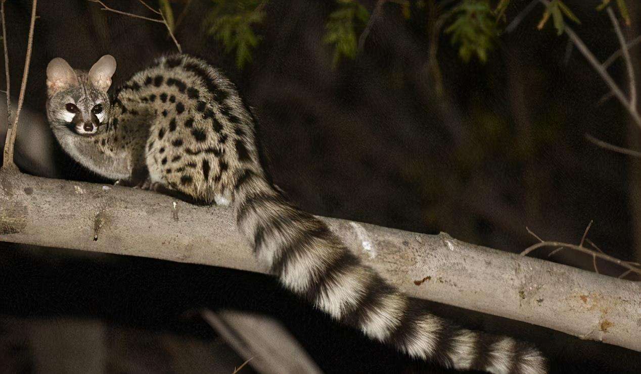 小灵猫现身木兰溪源 系国家一级保护野生动物