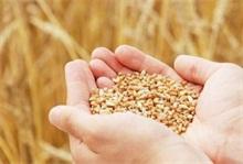 云南打赢“十四五”粮食安全第一仗