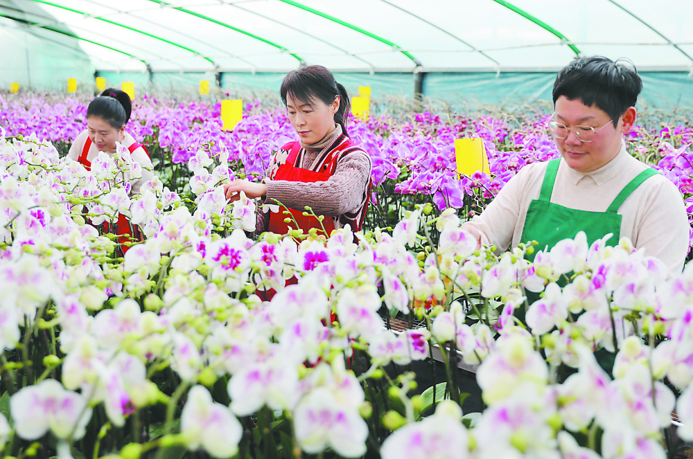 淮北:特色花卉种植 助力乡村振兴