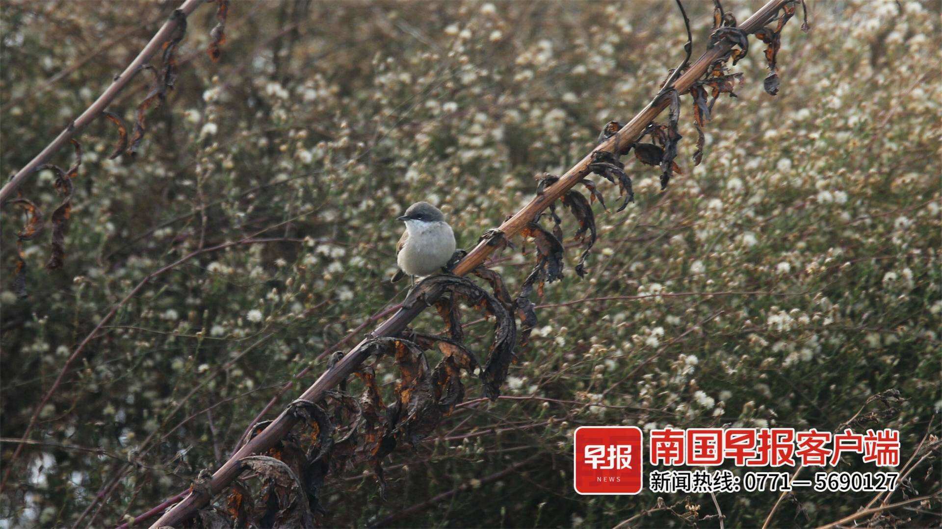 因迁徙途中迷路的白喉林莺首次出现在桂林，刷新广西观察鸟类记录
