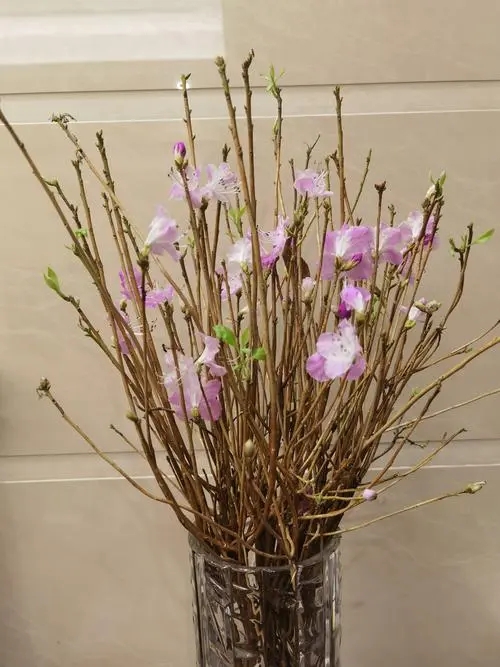 违法采集兴安干枝杜鹃将被追刑责