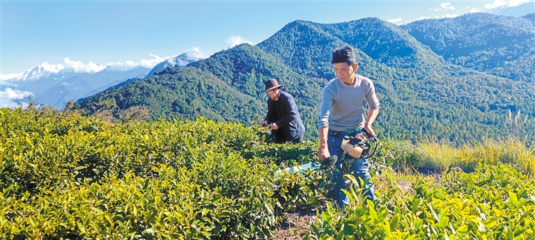 小茶叶 “金叶子”