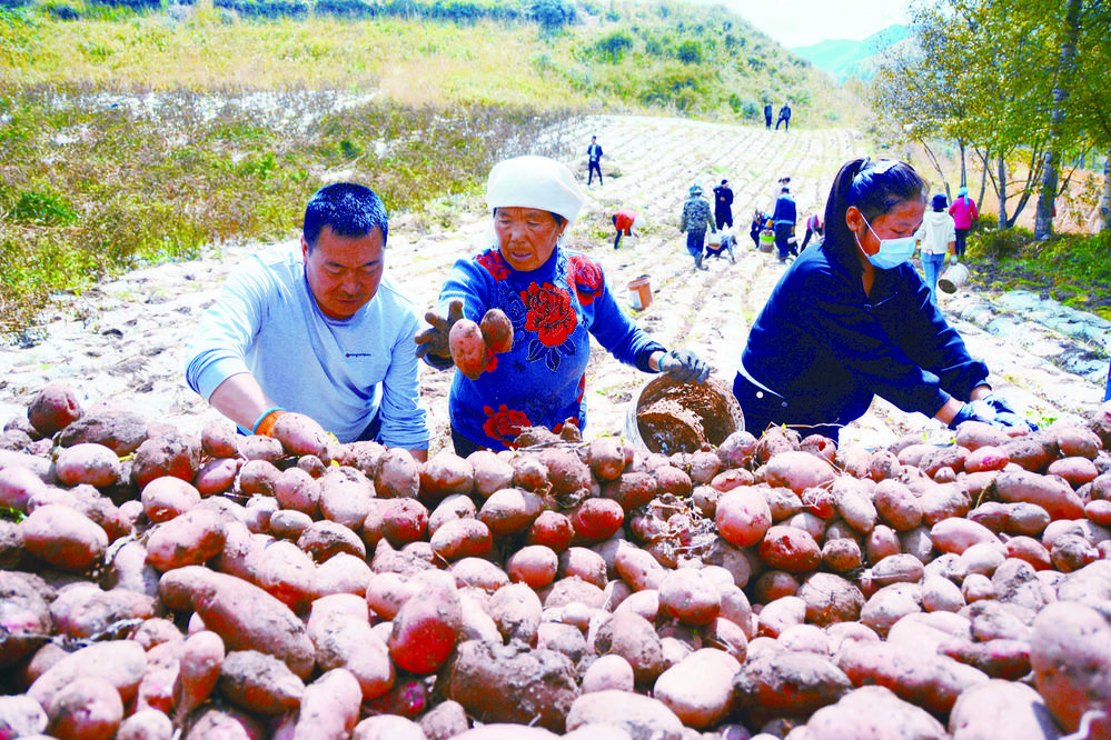 化隆土豆测出了含“金”量