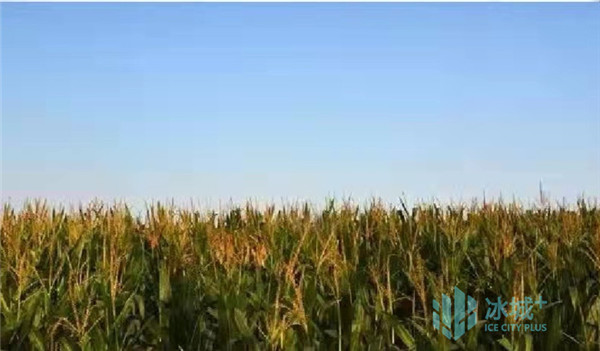 冰城春节前粮食购销市场活跃,整体平稳有序