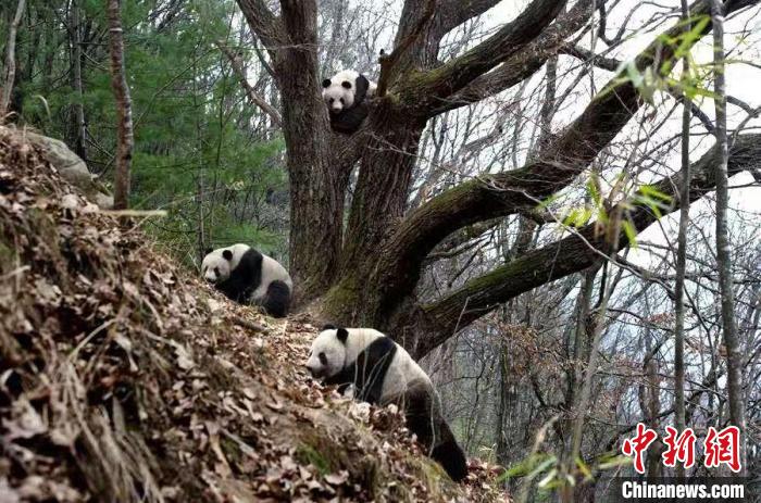 秦岭深山守护大熊猫三十载：从“偶遇”到“定期相遇” 大熊猫“家园”越来越好