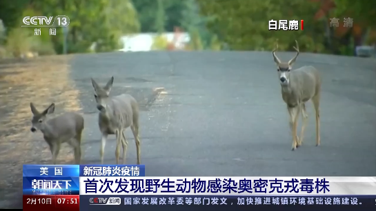 美国首次发现野生动物感染奥密克戎毒株