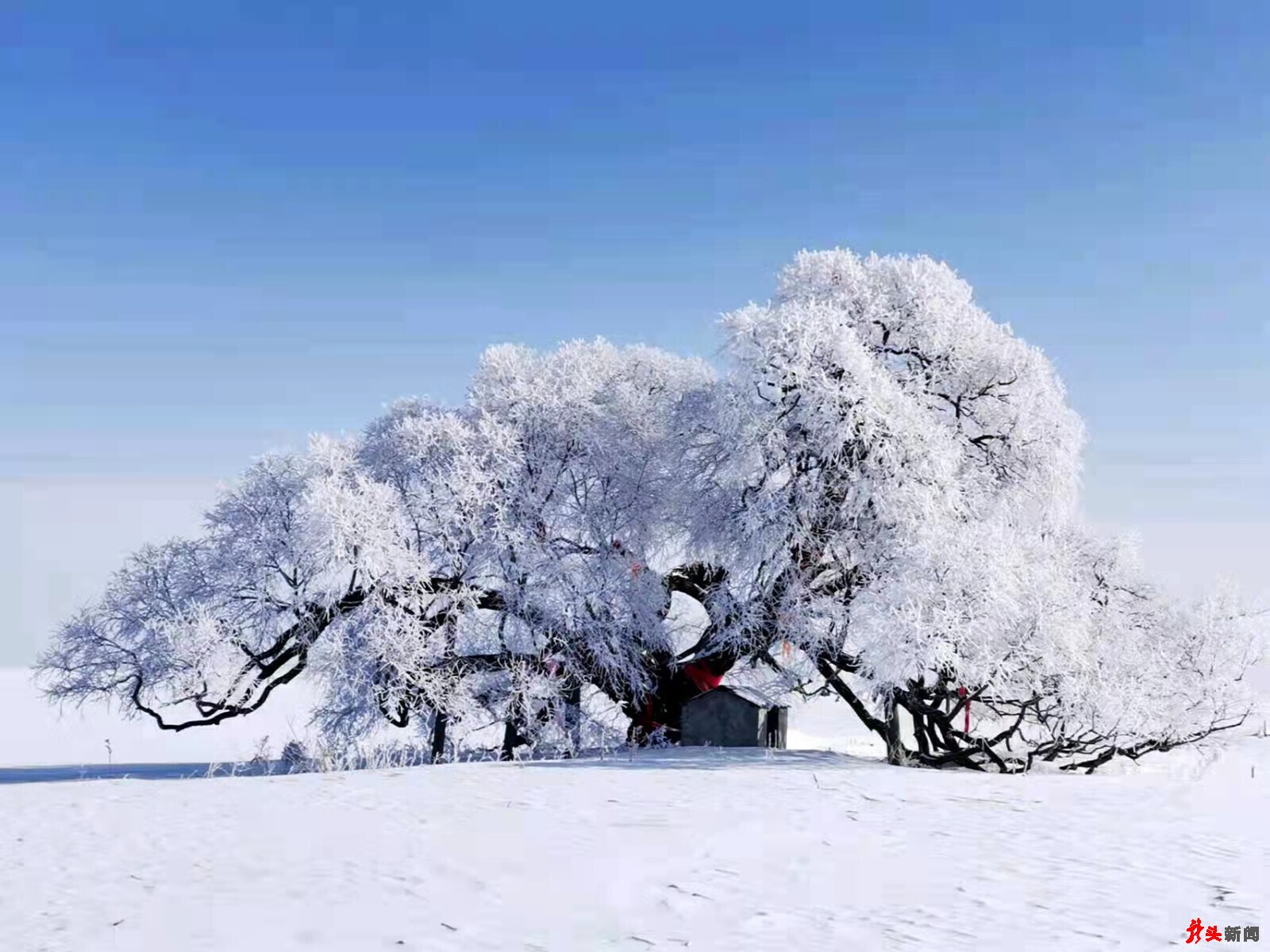 建三江现雾凇美景