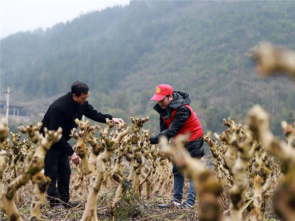 蚕树大田管理。通讯员 段利明 摄