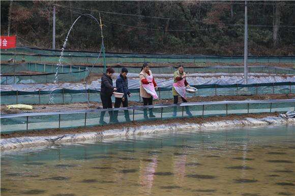 村民正在喂养大闸蟹。通讯员 刘良玉 摄