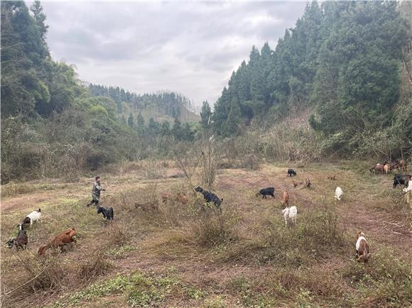 村民在坡上放羊。通讯员 李拉拉 唐龙海 供图 村民在坡上放羊。通讯员 李拉拉 唐龙海 供图