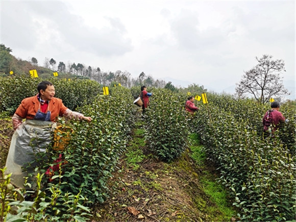 万盛经开区：春茶处处绿 村民采茶忙