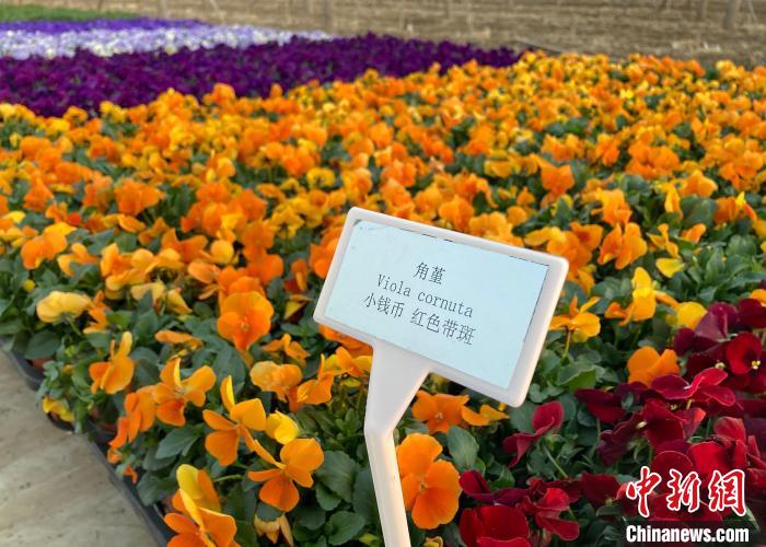 北京市绿地养护管理事务中心苗圃内，培育的耐寒花卉——角堇。　徐婧 摄