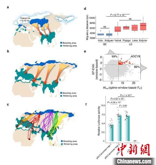 2021年度中国十大科学进展10：北极游隼迁徙路线成因与长距离迁徙关键基因。　科技部高技术研究发展中心(基础研究管理中心) 供图