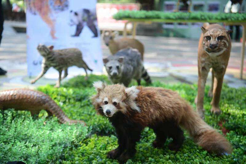 第九个“世界野生动植物日”来啦！广州动物园精彩活动不容错过
