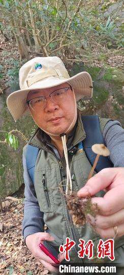 2月27日，福建省农业科学院食用菌研究所所长曾辉展示发现菌类。　张丽君 摄
