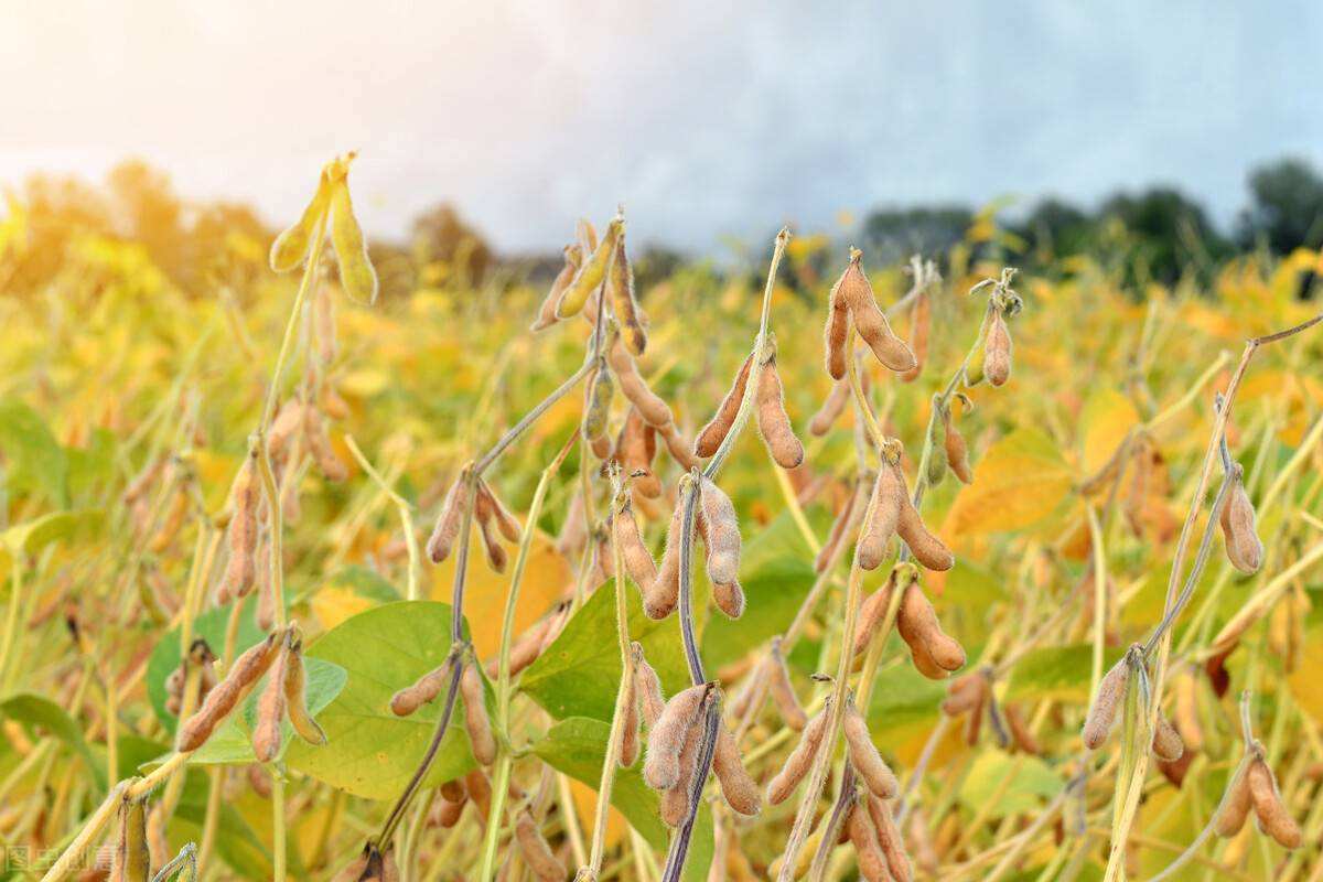 农业农村部：把扩种大豆油料任务落到主体、落到地块