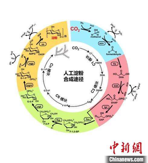 2021年度中国十大科学进展3：人工淀粉合成途径。　科技部高技术研究发展中心(基础研究管理中心) 供图