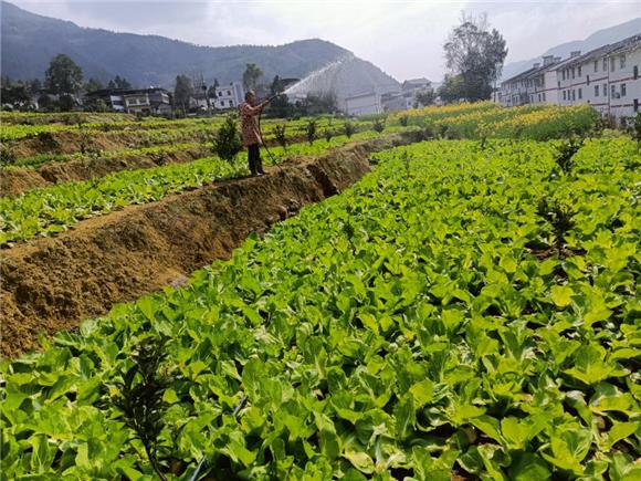 奉节：加大力度盘活撂荒地 带领群众致富增收