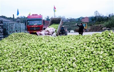 忠县：调整产业结构 优势蔬菜项目助农增收
