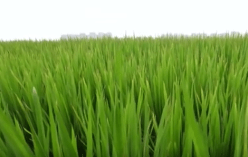 我国科学家破译控制水稻种子活力的“遗传密码”