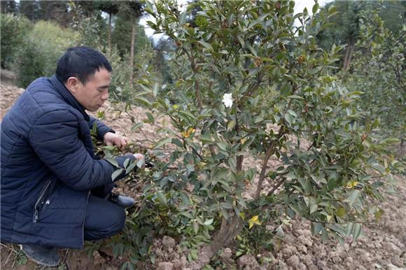 丰都：大力发展油茶产业 生态和经济效益两相宜