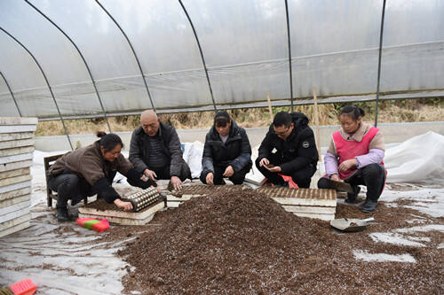 村民展开辣椒漂浮式育苗工作。特约通讯员 隆太良 摄2