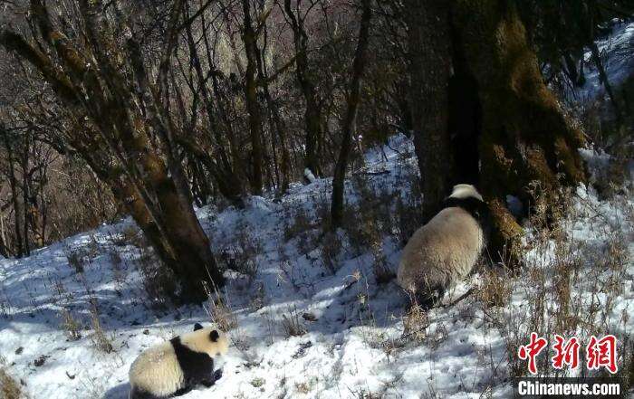 四川宝兴：野生大熊猫宝宝紧跟母亲进树穴休息