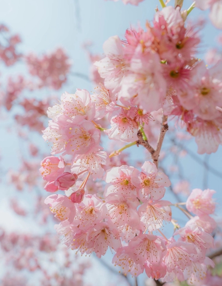 春光正好！重庆沙坪坝发布踏青赏花自驾停车攻略