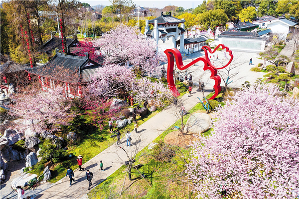 新增15个樱花品种 武汉东湖樱花园焕新亮相