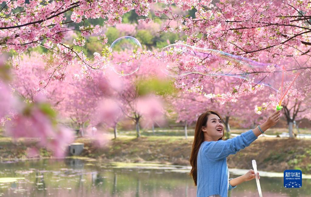 常宁市罗桥镇樱花园：樱花