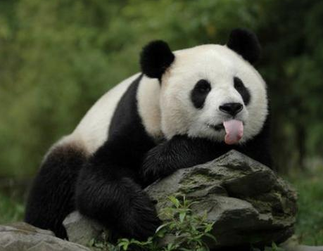 关注濒危物种，我国构建全方位保护体系