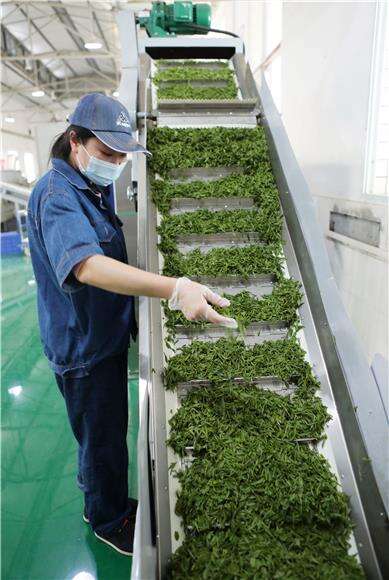永川：春茶生产进入繁忙季 幽香飘满生产车间