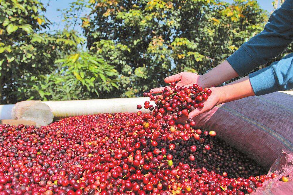 普洱缘何成为全国咖啡品质最好主产区