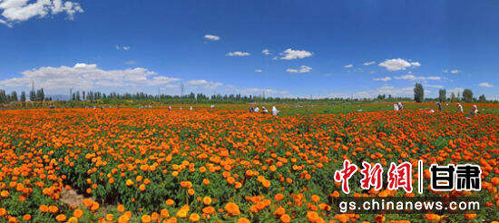 位于祁连山北麓的民乐县六坝镇种植的1000多亩万寿菊。民乐县委宣传部供图