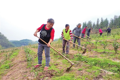 村民在白茶种植基地除草。通讯员 何建军 摄